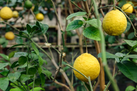 Lemon tree with ripe fruits in greenhouse