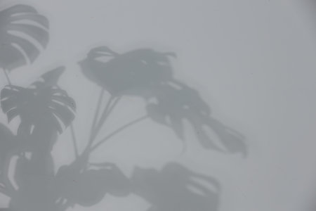 Shadow of plant falling on white wall, space for textの写真素材