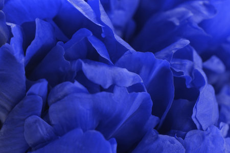 Beautiful blue peony as background, closeup viewの写真素材