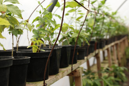 Many different beautiful potted plants in greenhouse, space for textの写真素材