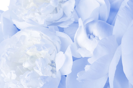 Beautiful light blue peonies as background, closeup viewの写真素材