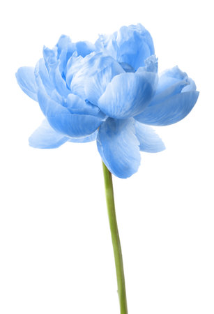 Beautiful light blue peony on white backgroundの写真素材