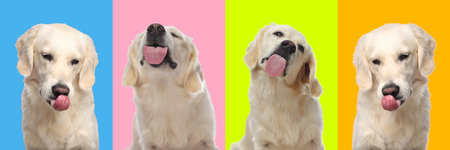 Cute Labrador Retriever showing tongue, collection of photos on different colors backgrounds