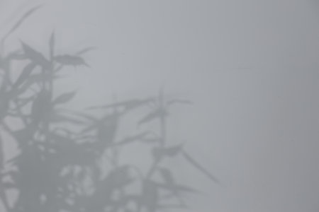 Shadow of plant falling on white wall, space for text