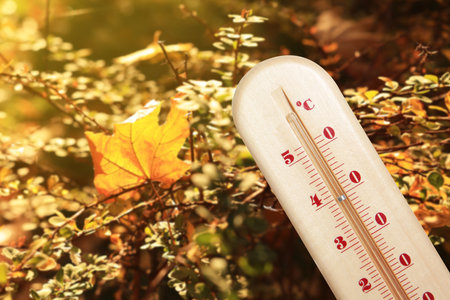 Thermometer and bush with fallen leaves outdoors. Temperature in autumnの写真素材