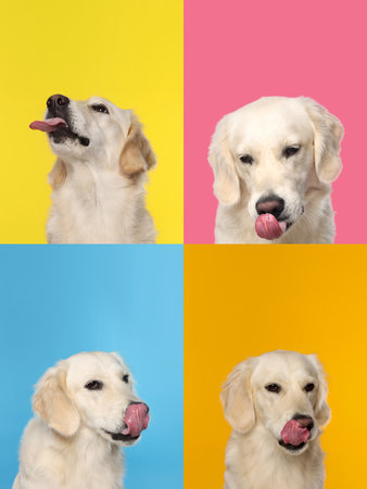 Cute Labrador Retriever showing tongue, collection of photos on different colors backgrounds