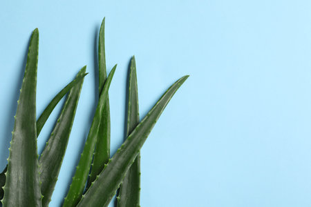 Fresh aloe vera leaves on light blue background, flat lay. Space for textの写真素材