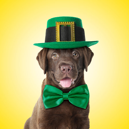 St. Patrick's day celebration. Cute Chocolate Labrador puppy with leprechaun hat and green bow tie on yellow backgroundの写真素材