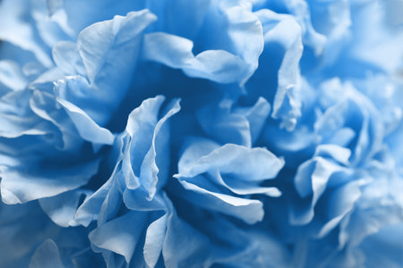 Beautiful light blue peony as background, closeup viewの写真素材