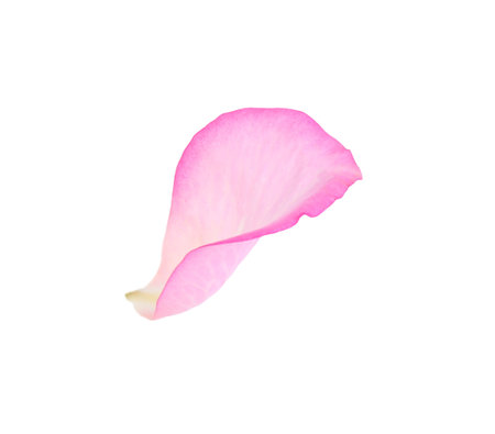 Tender pink rose petal isolated on whiteの写真素材