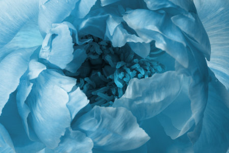 Beautiful turquoise peony as background, closeup viewの写真素材