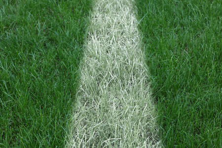 Green grass with white markings, closeup viewの写真素材