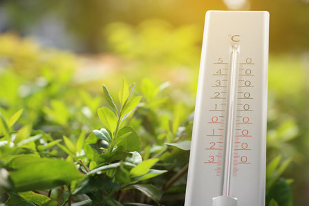 Thermometer and green plant outdoors. Temperature in spring
