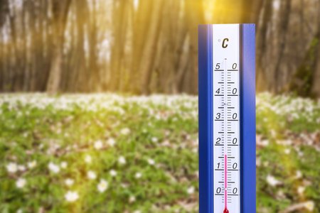 Thermometer and beautiful forest with white flowers. Temperature in spring
