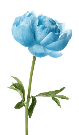 Beautiful light blue peony on white backgroundの写真素材