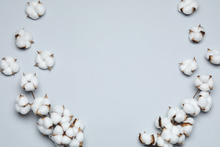 Beautiful cotton branches with fluffy flowers on light background, flat lay. Space for textの写真素材