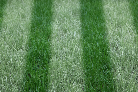 Green grass with white markings, closeup viewの写真素材