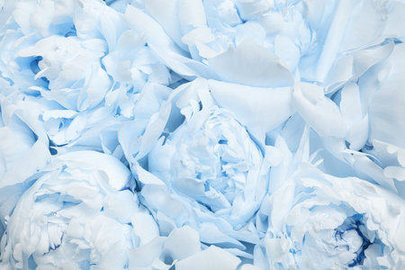 Beautiful light blue peonies as background, closeup viewの写真素材