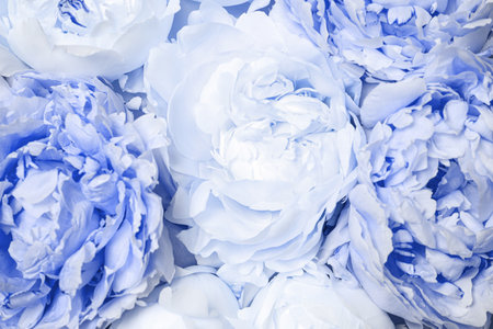 Beautiful light blue peonies as background, closeup viewの写真素材