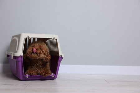Travel with pet. Fluffy dog in carrier on floor indoors, space for textの写真素材