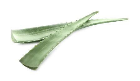 Green aloe vera leaves isolated on whiteの写真素材