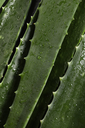 Green aloe vera leaves with water drops as background, closeupの写真素材