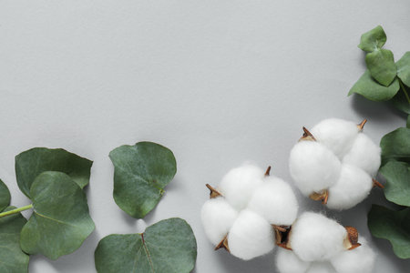 Cotton flowers and eucalyptus leaves on light gray background, flat lay. Space for textの写真素材