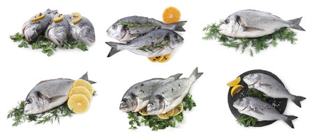 Raw dorada fish, lemon and herbs isolated on white, setの写真素材