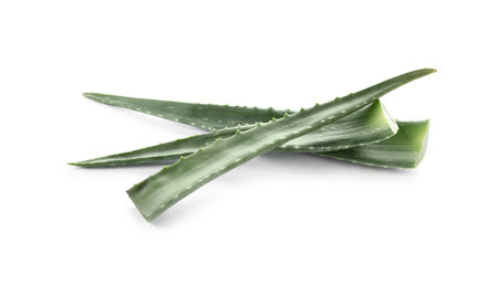 Green aloe vera leaves isolated on whiteの写真素材