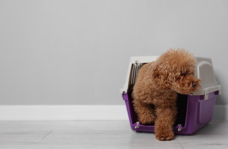 Travel with pet. Fluffy dog in carrier on floor indoors, space for textの写真素材