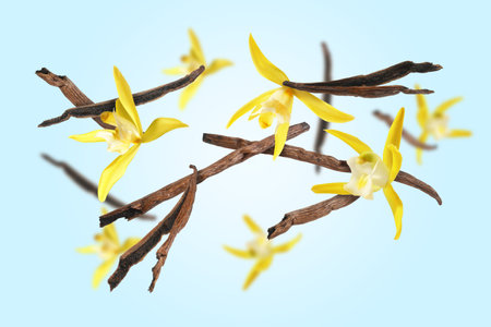 Vanilla pods and yellow flowers falling on light blue backgroundの写真素材
