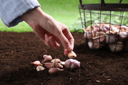 Woman planting garlic cloves into fertile soil outdoors, closeupの写真素材