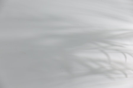 Shadow of plant falling on white wall, space for text