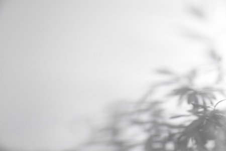 Shadow of plant falling on white wall, space for text
