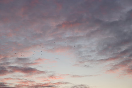 Birds flying in beautiful sky at sunsetの写真素材