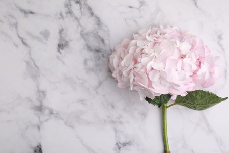 Beautiful pink hydrangea flower on white marble background, top view. Space for textの写真素材