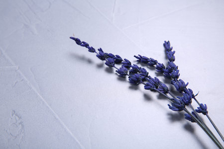 Beautiful preserved lavender flowers on light gray textured table, space for textの写真素材