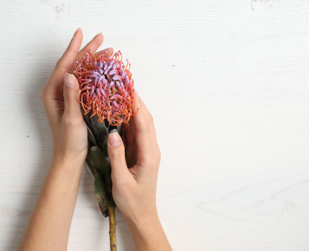 Florist holding beautiful leucospermum flower at white wooden table, top viewの写真素材