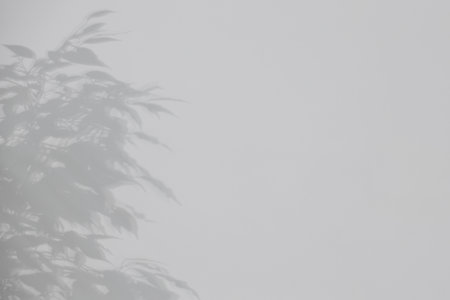 Shadow of plant falling on white wall, space for textの写真素材