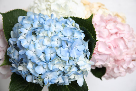 Beautiful hydrangea flowers on white background, closeupの写真素材
