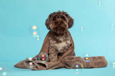 Cute dog with towel and bubbles on light blue backgroundの写真素材