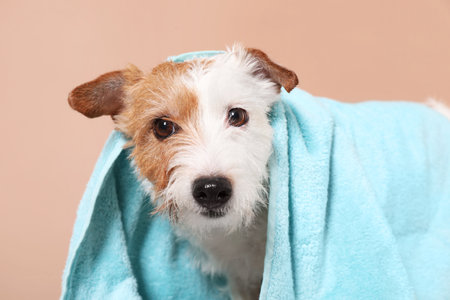 Portrait of cute dog with towel on beige backgroundの写真素材