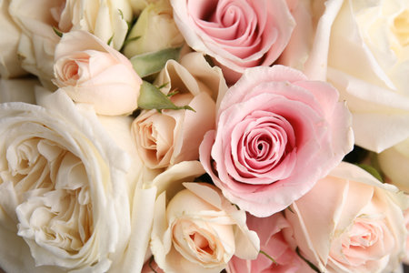 Beautiful rose flowers as background, top viewの写真素材