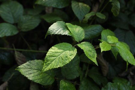 Beautiful wild plant with wet green leaves growing outdoors, closeupの写真素材