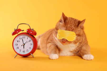 Cute ginger cat with sleep mask and alarm clock on orange backgroundの写真素材