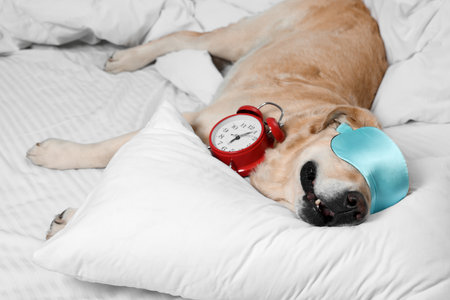 Cute Labrador Retriever with sleep mask and alarm clock resting on bedの写真素材
