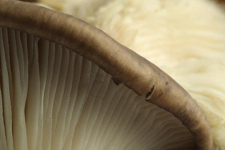 Fresh oyster mushroom as background, macro viewの写真素材