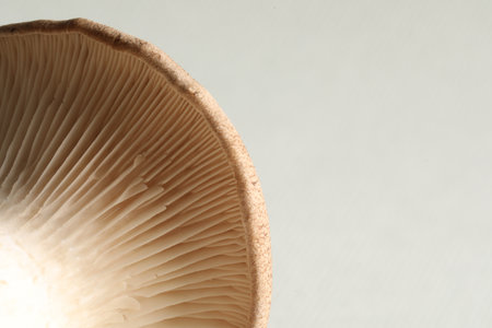 Macro photo of oyster mushroom on light gray background. Space for textの写真素材