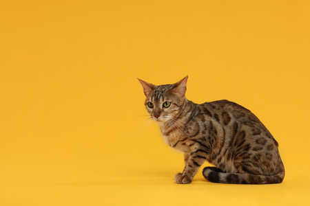 Cute Bengal cat on orange background, space for text. Adorable petの写真素材