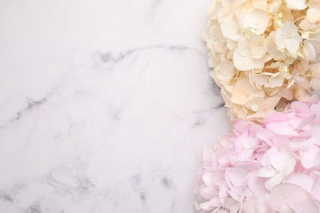 Beautiful hydrangea flowers on white marble background, top view. Space for textの写真素材